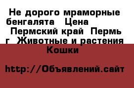 Не дорого мраморные бенгалята › Цена ­ 13 000 - Пермский край, Пермь г. Животные и растения » Кошки   